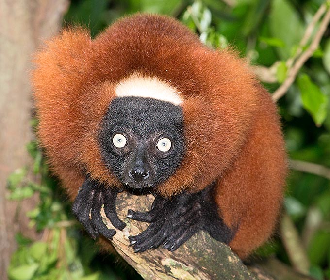 Varecia rubra, highly endangered, is one of the most beautiful and big members of lemurids family 