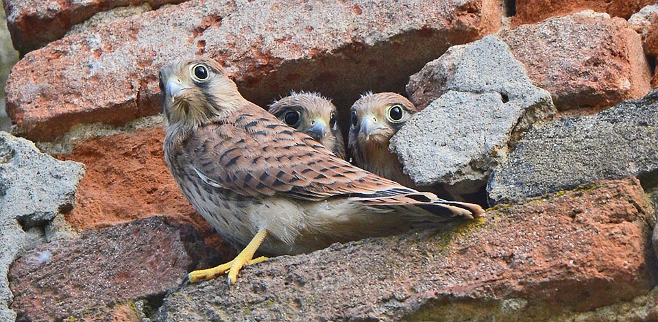 Falco tinnunculus, Faucon crécerelle, Falconidae