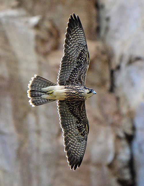 Falco biarmicus, Falconidae, Halcón borní