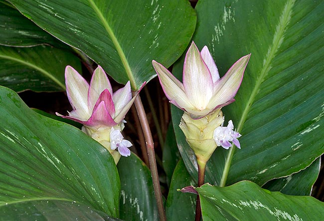 Goeppertia picturata, Marantaceae