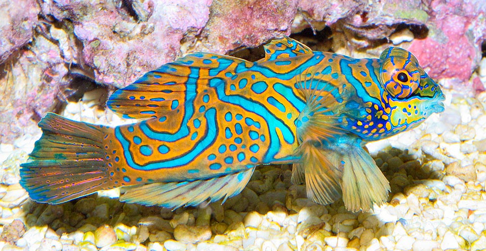 Only 6-7 cm long, has no scales but a protective mucus. It moves walking on the fins or with short spurts, nourishing of small planktonic crustaceans © Giuseppe Mazza