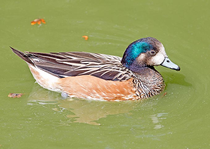 Chilean wigeon, Chiloé wigeon or Southern wigeon (Anas sibilatrix) male. This species, almost exclusively vegetarian, is at home in South America southern part and is noted, as the name states, for its continuous hissing vocalizations © Giuseppe Mazza