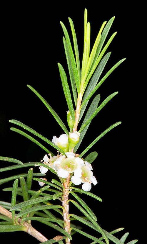 Relative of myrtle but with rosemary leaves, Baeckea frutescens is a 1-6 m shrub native to South-East Asia and Australia, used by locals for infusions, with numerous medicinal virtues presently studied for a possible use in the official pharmacopoeia © G. Mazza