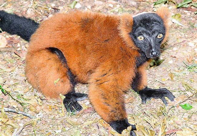 Occupa generalmente il livello di canopy superiore delle foreste pluviali di alcune zone del Madagascar, ma scende anche a terra in cerca di semi e germogli, mostrando, a differenza d'altri lemuri, abitudini diurne