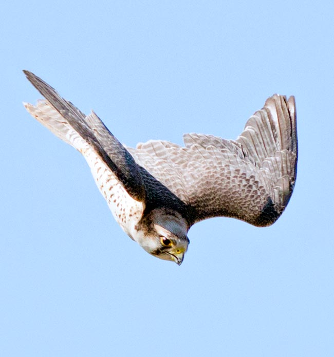 Rare in Mediterranean Europe, the Falco biarmicus is an Afro-Asiatic sedentary bird © Giuseppe Mazza