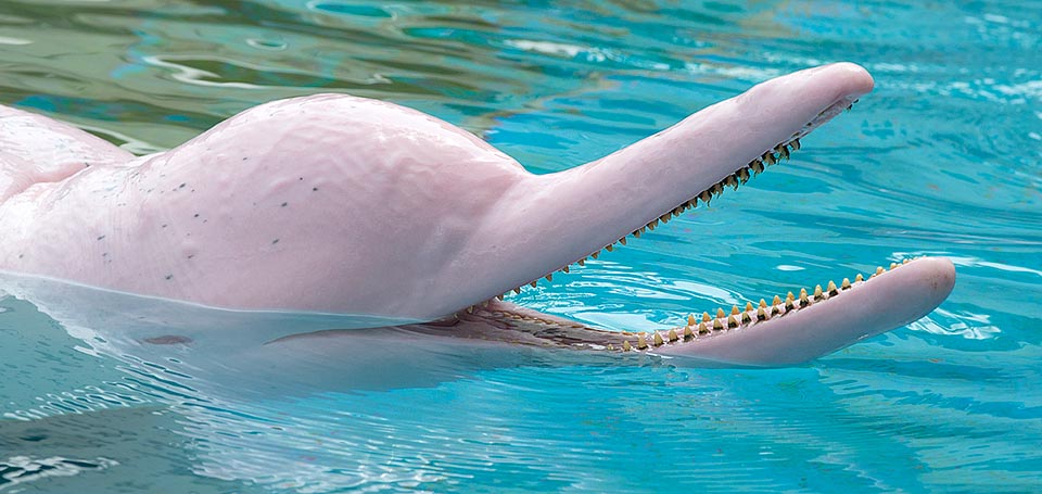 Sousa chinensis, Delphinidae, Indo-Pacific humpback dolphin