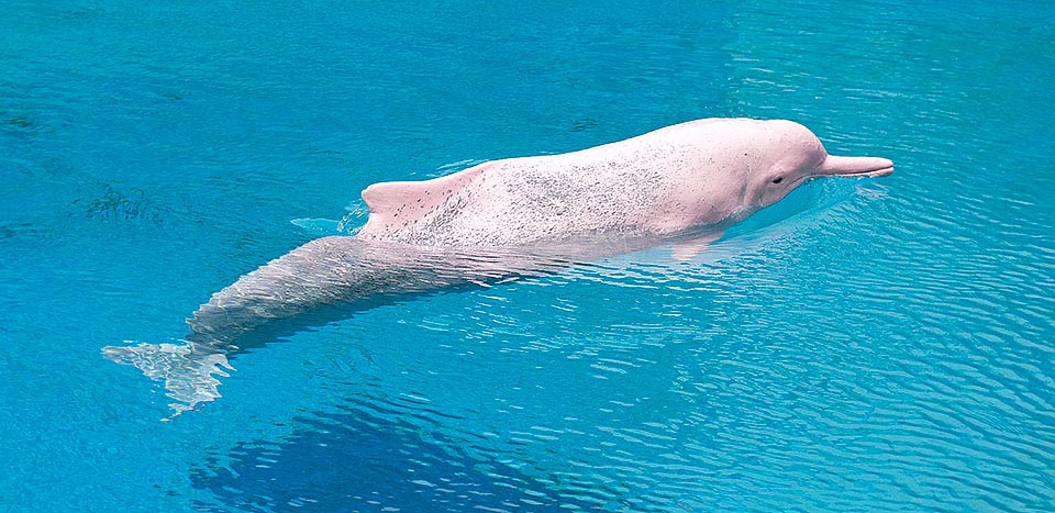 Sousa chinensis, Delphinidae, Indo-Pacific humpback dolphin