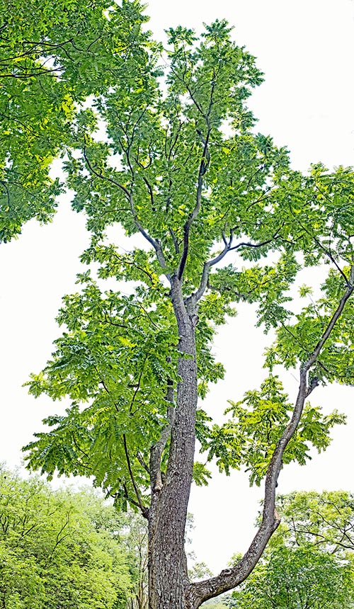  Native de l'Inde à la Chine, Chukrasia tabularis est un arbre à feuilles caduques de 35 m © Giuseppe Mazza