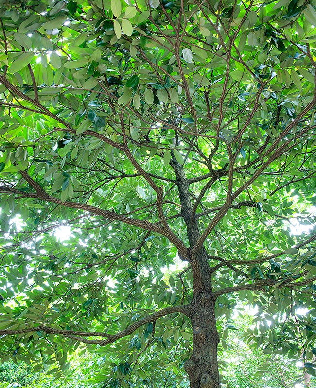 Diospyros discolor pousse dans les forêts humides de Bornéo, des Philippines et de Taïwan jusqu'à environ 800 m © Giuseppe Mazza