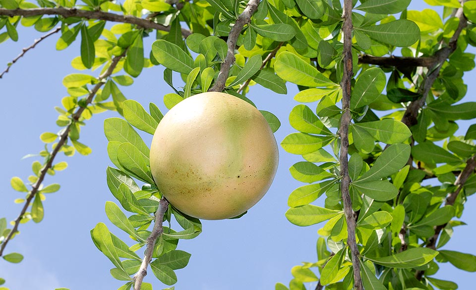 The flowers, with often deemed unpleasant odour, open by night and are pollinated by bats. The fruit, with poisonous pulp, is a spheric-ellipsoid berry of 15-30 cm of diameter. The rich of proteins seeds are edible. Dry and ground they serve to do a refreshing drink. Possible interest in the official pharmacopoeia © Giuseppe Mazza