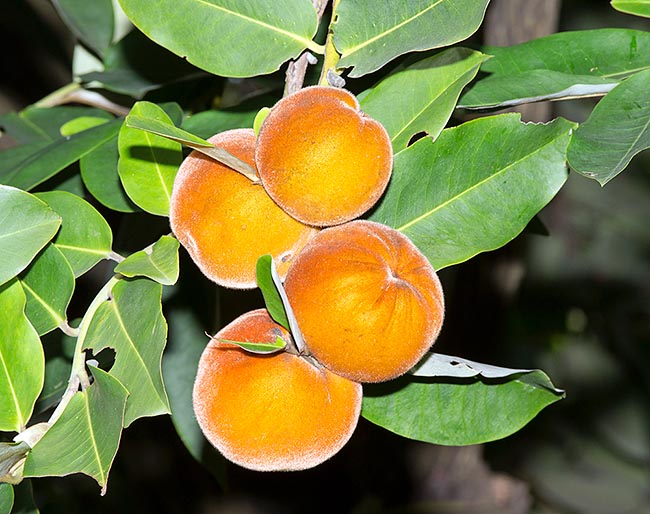 Peau avec odeur désagréable et duvet irritant mais le fruit pelé peut être consommé en salade, bouilli ou frit. Le bois est de qualité. Les feuilles, l'écorce, le jus des fruits verts et l'huile des graines ont des vertus médicinales © Giuseppe Mazza