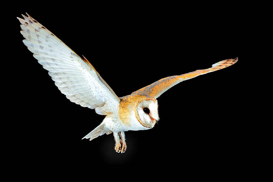 Tyto alba chasse volant silencieusement ou fondant sur ses proies depuis les branches. C'est le rapace qui consomme le plus de viande, compte tenu de son poids de 300-400 g.