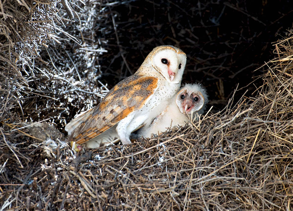 Voici un nid de Tyto alba dans une grange. L'incubation dure environ 5 semaines et est assur&eacute;e par la femelle, qui pond en g&eacute;n&eacute;ral 3-7 &oelig;ufs blancs elliptiques, mais parfois plus de 10.
