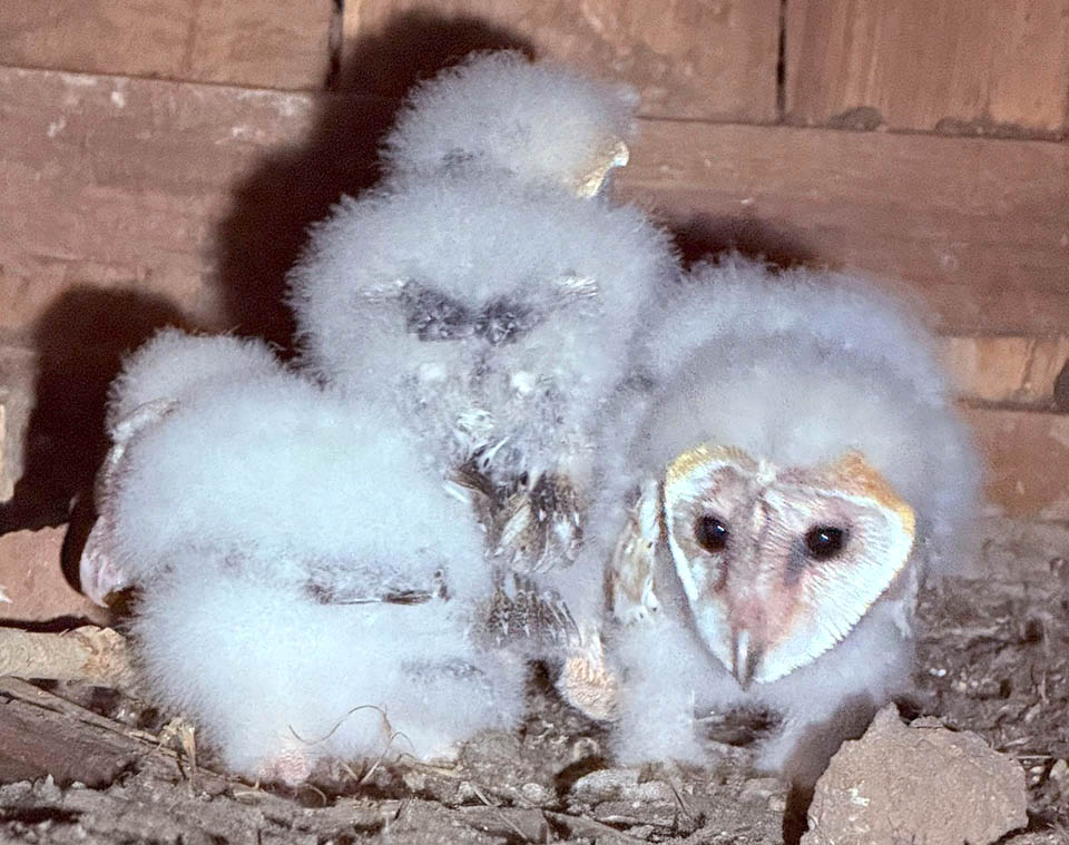 Les petits de Tyto alba naissent avec un duvet doux et blanch&acirc;tre qu'ils perdent progressivement au cours de leur croissance, qui s'ach&egrave;ve g&eacute;n&eacute;ralement en 8 &agrave; 10 semaines.