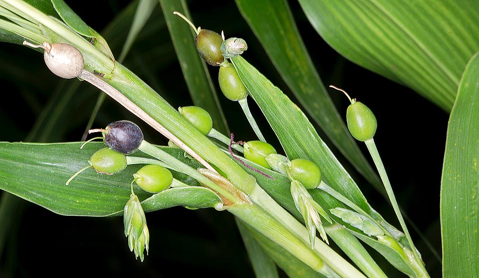 Pseudofrutos en varios estados de maduración. Se observa el estigma rojizo que sale de un utrículo. Al igual que el trigo, produce cariópsides comestibles. Virtudes medicinales © Giuseppe Mazza