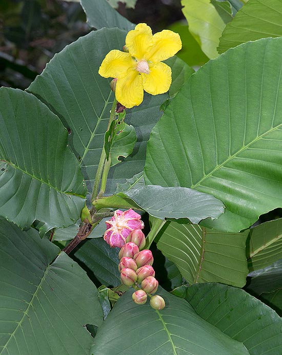 La Dillenia suffruticosa es un arbusto alto 2-6 m originario de Indonesia, Malasia y Singapur. Corolas de 8-10 cm y frutos elipsoidales rosados con 7-9 carpelos que se abren para ofrecer sus semillas a los pájaros. Fácil cultivación en los jardines de los trópicos. Propiedades medicinales © Giuseppe Mazza