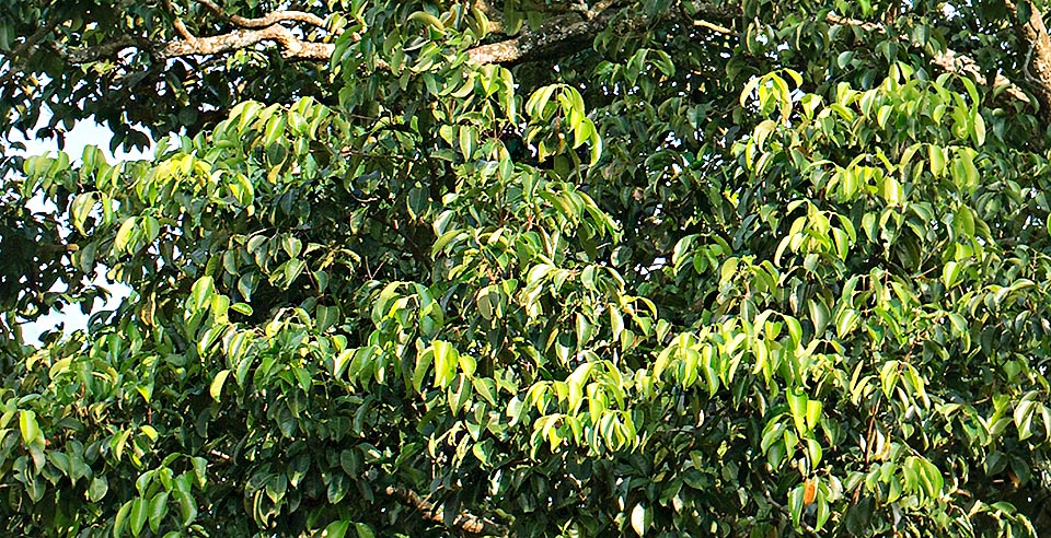 Dense fronde con foglie ovato-ellittiche. Per la grande resistenza al fuoco viene spesso usato nelle strade come barriera antincendio. Virtù medicinali © Giuseppe Mazza