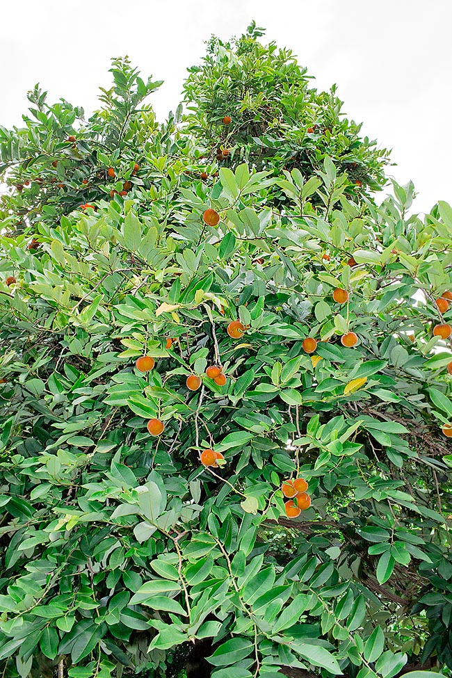 Es un árbol siempreverde dioico que puede alcanzar los 30 m. Los frutos son bayas de 8-10 cm de diámetro © Giuseppe Mazza