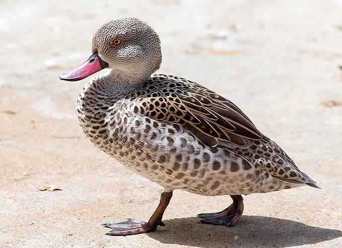  It's one of the smallest ducks of the genus Anas, 35-46 cm long and weighing 315-500 g © Giuseppe Mazza