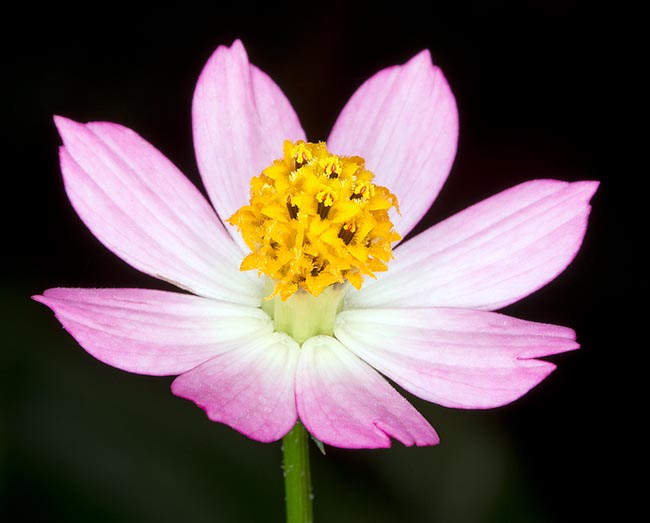  Cosmos caudatus is native to tropical America but adapts also to warm temperate climates © Giuseppe Mazza