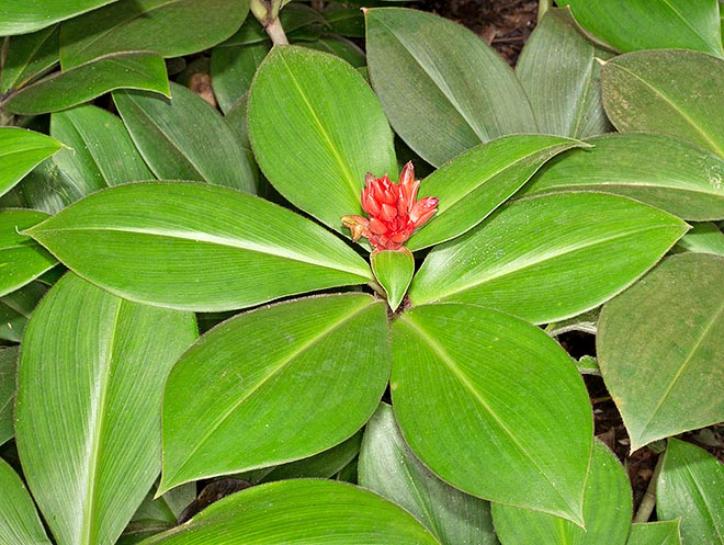 Costus curvibracteatus is native to Central America forests. Ornamental leaves and long blooming time © G. Mazza