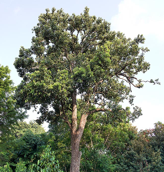 Syzygium grande est un arbre sempervirent du sud-est asiatique atteignant 30 m de hauteur © Giuseppe Mazza