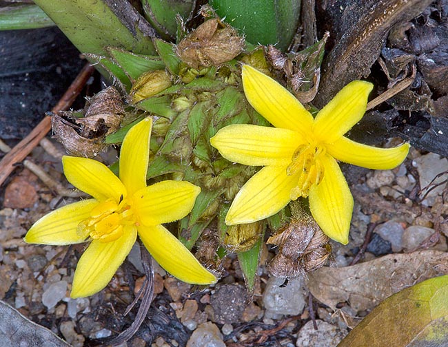 Inflorescencia racemosas al nivel del suelo de 2-6 cm. Flores efímeras con tépalos de 1 cm. Virtudes medicinales © Giuseppe Mazza