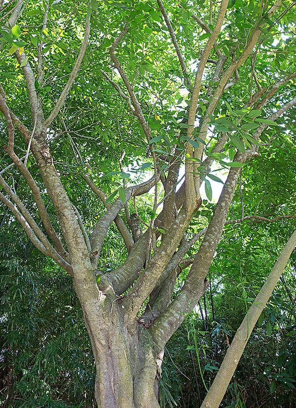  La Clitoria fairchildiana, originaire du Brésil, est un arbre qui atteint 12 m de haut © Giuseppe Mazza