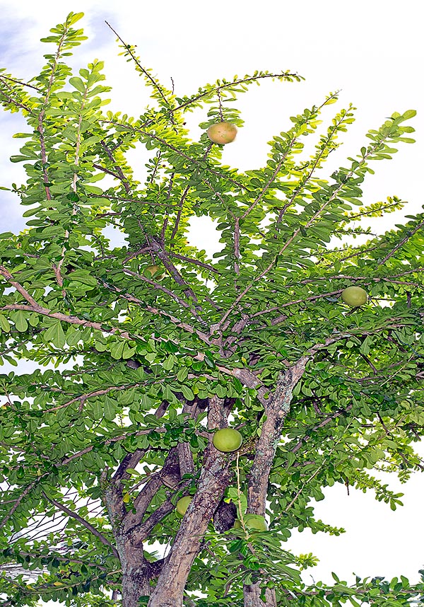 La Crescentia cujete es un árbol de 4-10 m de América Central © Giuseppe Mazza
