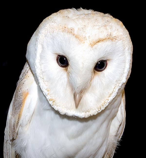 Tyto Alba Monaco Nature Encyclopedia