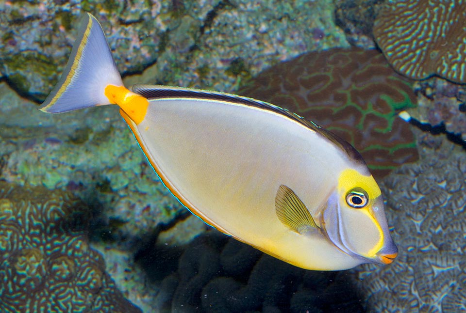 El colorido cirujano de aguijón naranja del Pacífico (Naso lituratus) es una representante atípico del género Naso por su carencia de cuerno frontal © Giuseppe Mazza