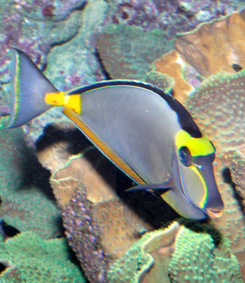 La nageoire caudale présente, dans la zone translucide, une lumineuse bande verticale caractéristique jaune-orangée qui manque en revanche chez l’analogue Naso elegans © Giuseppe Mazza