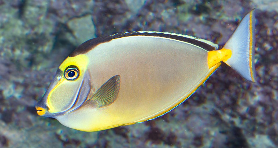 The big specimens are fished due to the excellent flesh, though at ciguatera risk, the young for the aquaria market. Species not yet endangered but to be monitored © Giuseppe Mazza