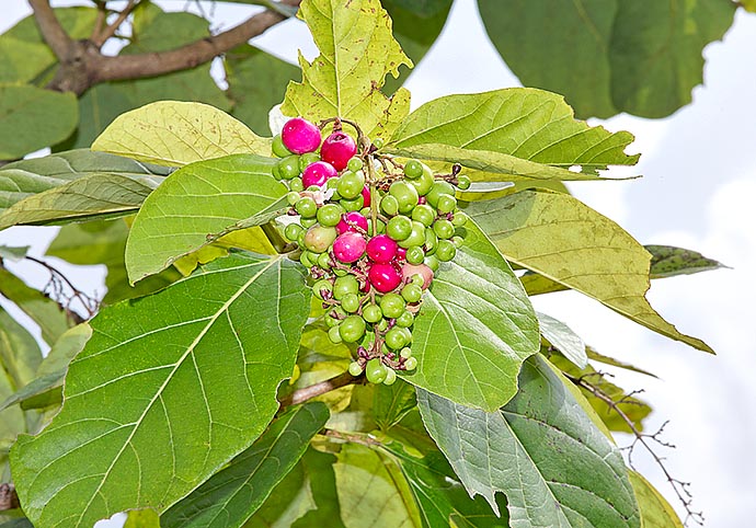 Gmelina macrophylla, Lamiaceae, grey teak, white beech