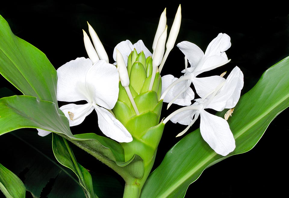 Ellipsoidal 10-18 cm terminal inflorescence, with imbricate bracts and large perfumed corollas. Cultivable even in temperate warm climates. Medicinal properties © G. Mazza