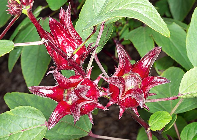 All plants parts are edible, but the most used is the calyx containing, besides a high quantity of citric acid, malic and ascorbic acids, pectin, anthocyanins, vitamins and minerals. Is consumed fresh, in salads and soups, as well as dry for preparing various drinks among which the karkadé, the most popular African drink © Giuseppe Mazza