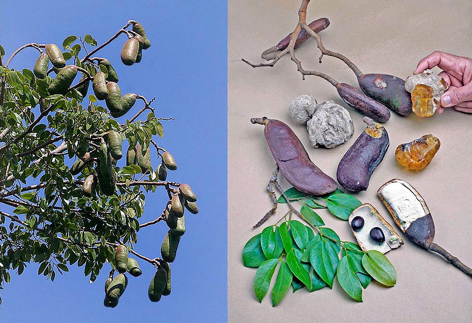 Fruits, gousses et résine. Elle se forme sur les cicatrices de l'écorce et dans le sous-sol (morceaux gris). Des gousses on extrait une précieuse poudre comestible © Charles Brewer Carias