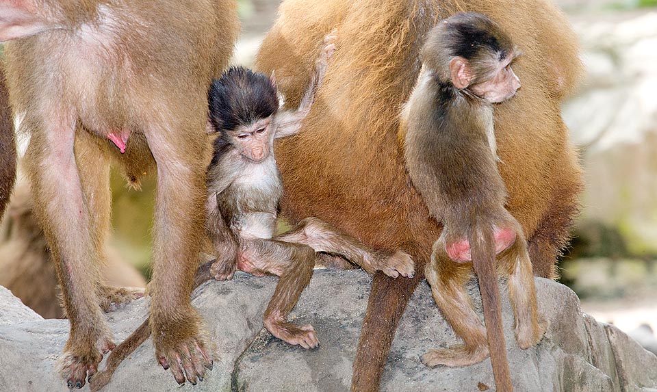 Les femelles du harem s’entraident dans les soins maternels. La gestation dure environ 6 mois et elles mettent au monde un petit, généralement tous les deux ans © Giuseppe Mazza