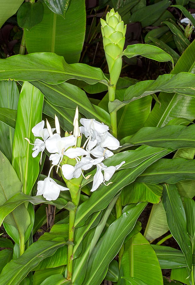 Parent spectaculaire du gingembre, Hedychium coronarium est une espèce herbacée vivace du sud-est asiatique au solide rhizome tubéreux rampant, plutôt superficiel et à pseudotiges dressées de 0,5-2 m © Giuseppe Mazza