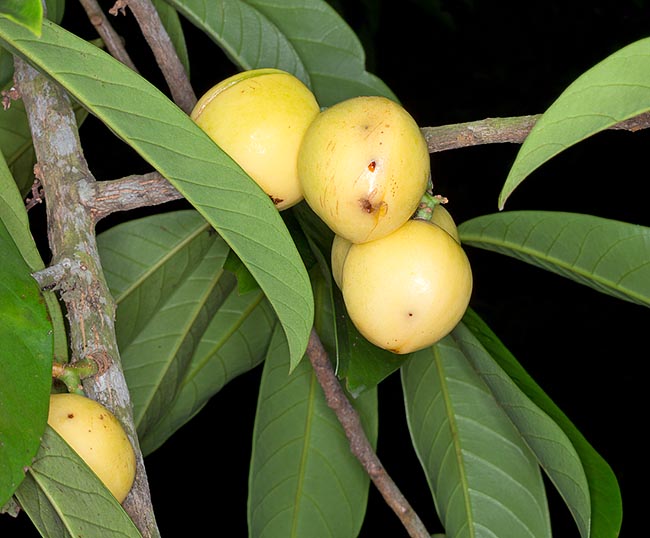The fruits, edible but unappetizing, are 2,5-3,5 cm fleshy drupes of 2-2,5 cm of diameter. When ripe they open spontaneously in two halves, like nutmeg, showing the seed protected by an aril © Giuseppe Mazza