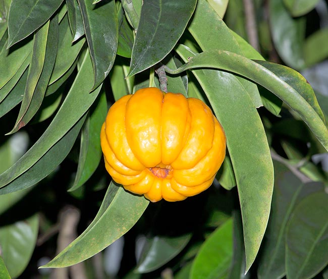 Garcinia atroviridis, Clusiaceae