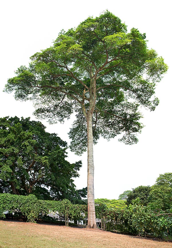 Hymenaea courbaril is a Central America tree reaching 40 m of height with more than 1 m broad trunk. Aromatic resin called copal for varnishes and incense. Big legumes. Alimentary and medicinal uses © Giuseppe Mazza