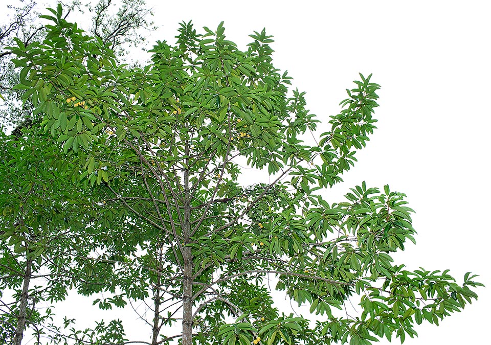 L'Horsfieldia sucosa est un arbre dioïque des forêts humides de Bornéo, de la péninsule malaise et de Sumatra où il atteint 30 m de haut © Giuseppe Mazza