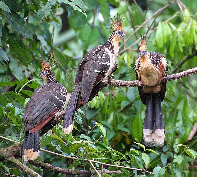  In the reproductive time there are showy noisy exhibition matings to deter rivals and more discreet and longer reproductive couplings. The fact that the nestlings have two nails on the wings had led to think that the hoatzin came from the Archaeopteryx but it is now considered as evolutionary choice of adaptation © Giorgio Venturini