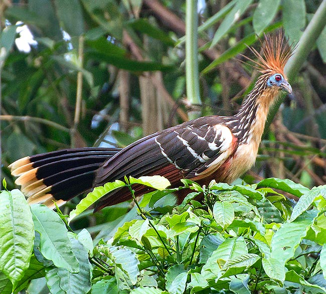 Similar to a pheasant has typical erect rust 4-8 cm tuft. Red eye surrounded by bare blue area. Elegant livery but unpleasant voice and smell, so much that in America is called stinking bird © Giorgio Venturini