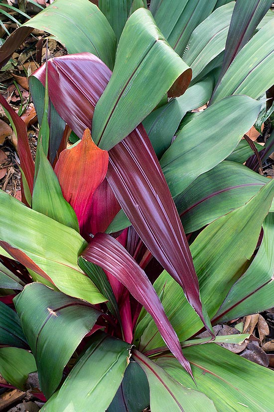 Unusual Colombian bromeliad, Pitcarnia sanguinea is a perennial terrestrial herbaceous species, evergreen, monocarpic, of great landscape and ornamental value also in pot © Giuseppe Mazza