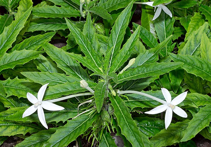 Native to Jamaica, Hippobroma longiflora has naturalized in the tropics as ornamental plant © Giuseppe Mazza 