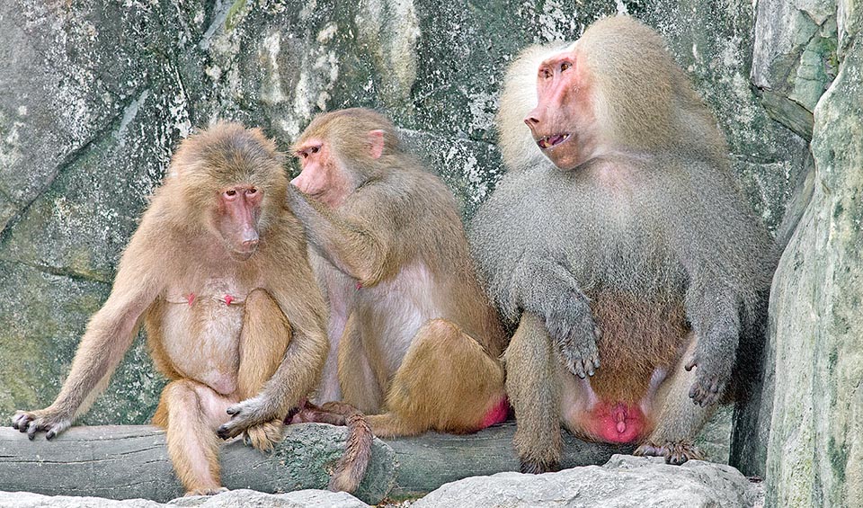 Then these ones curry among them under the attentive eye of the alpha-male who leads the flock and punishes disobedient females with blows and bites. Sexual dimorphism is enormous: apart canines and fur, the adult males of this species can easily exceed the 20 kg whilst the females just reach the 10 kg © Giuseppe Mazza