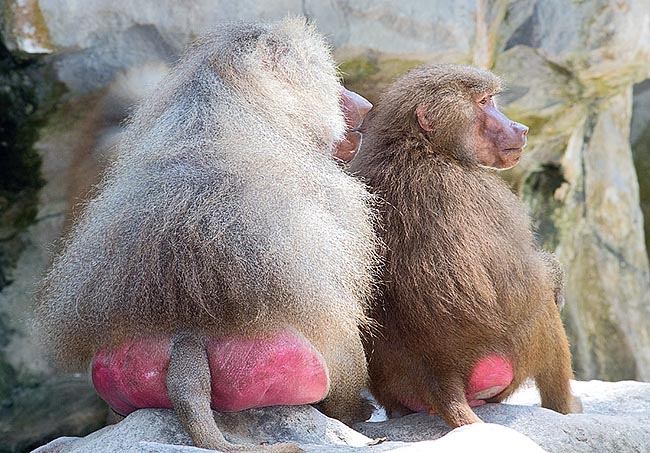 The alpha-male tends to suppress as much as possible the aggression issues between the harem females, avoiding the social stratification, whilst these do conversely compete for getting the attentions of their groom © Giuseppe Mazza