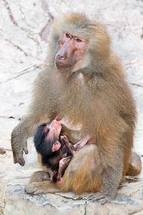 Les femelles présentent une coloration très différente, brun-olive. La durée d’allaitement dépend de nombreux facteurs écologiques et sociaux s’ajoutant à la condition physique de la mère © G. Mazza